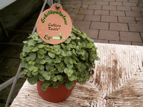 Callisia Schildpadplant 2 99 ; 2 voor 5,00